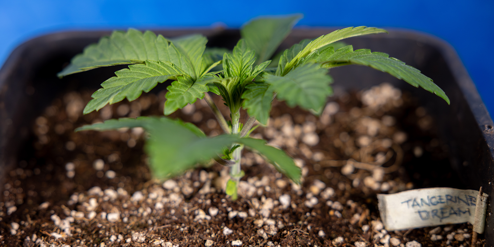 Hvorn&aring;r man skal begynde at mainline cannabis