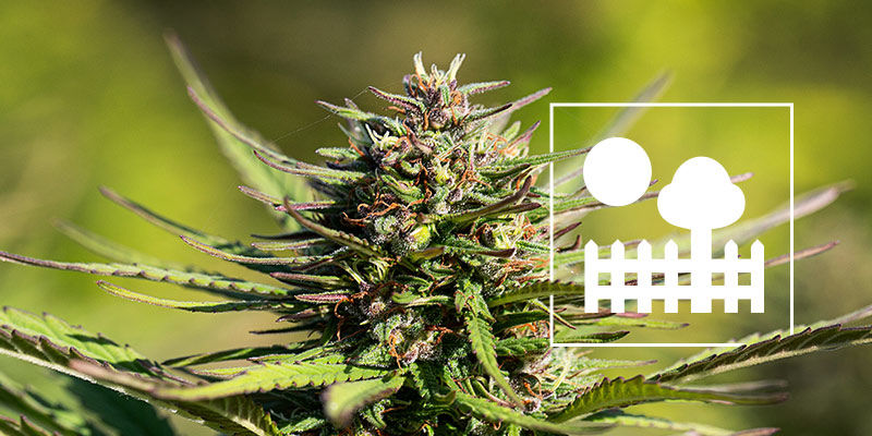 Dyrkning af cannabis i en have eller baghave Growing Cannabis In A Garden Or Backyard