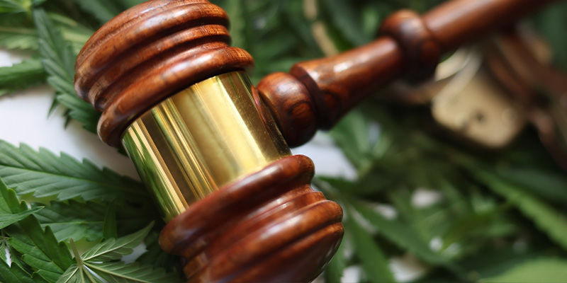 Er det lovligt at dyrke cannabis i din have? Er det lovligt at dyrke cannabis i din have?