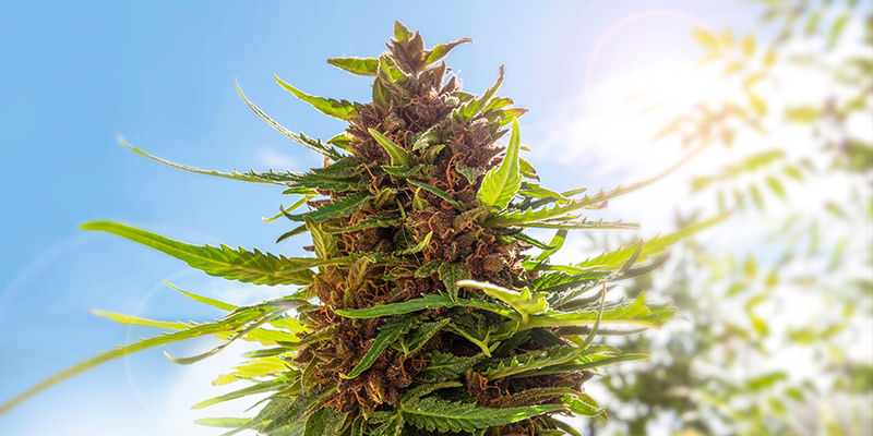 Hvorfor dyrke cannabis i din have? Hvorfor dyrke cannabis i din have?