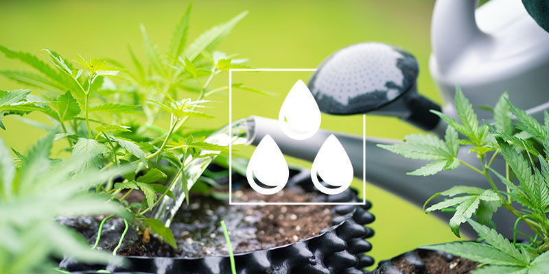 Flushing Cannabis: What You Need To Know Flushing Cannabis: What You Need To Know