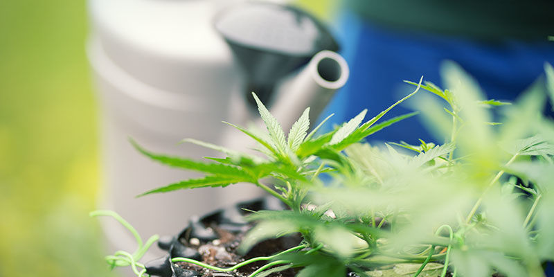 Sådan skyller du cannabisplanter Sådan skyller du cannabisplanter