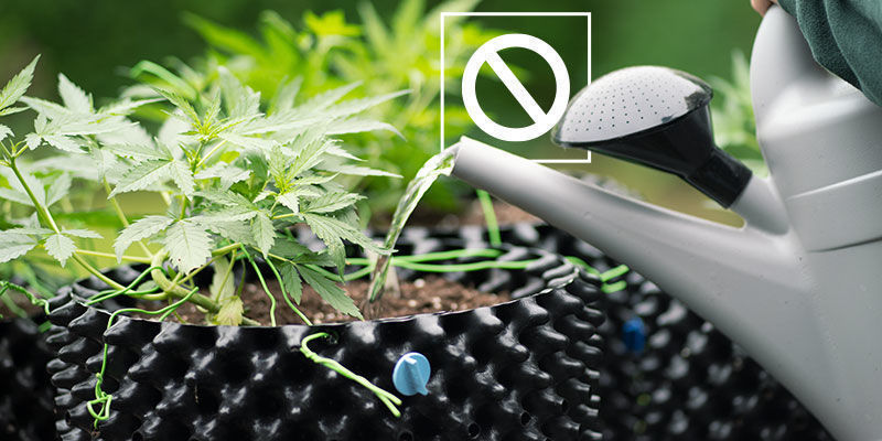Hvornår bør du undgå at skylle cannabis? Hvornår bør du undgå at skylle cannabis?