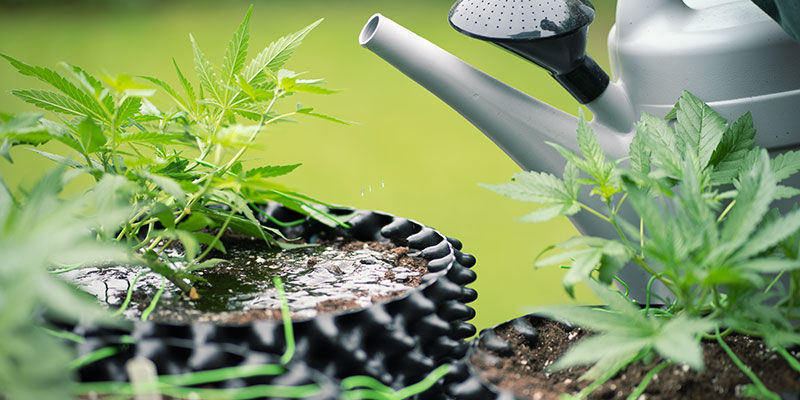 Hvorfor skylle cannabisplanter? Why flush cannabis plants?
