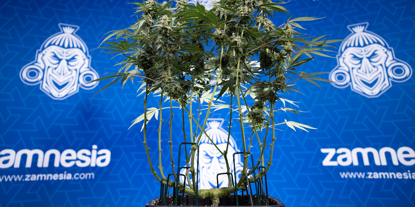 Afbladning af Autoflower: særlige hensyn Afbladning af Autoflower: særlige hensyn