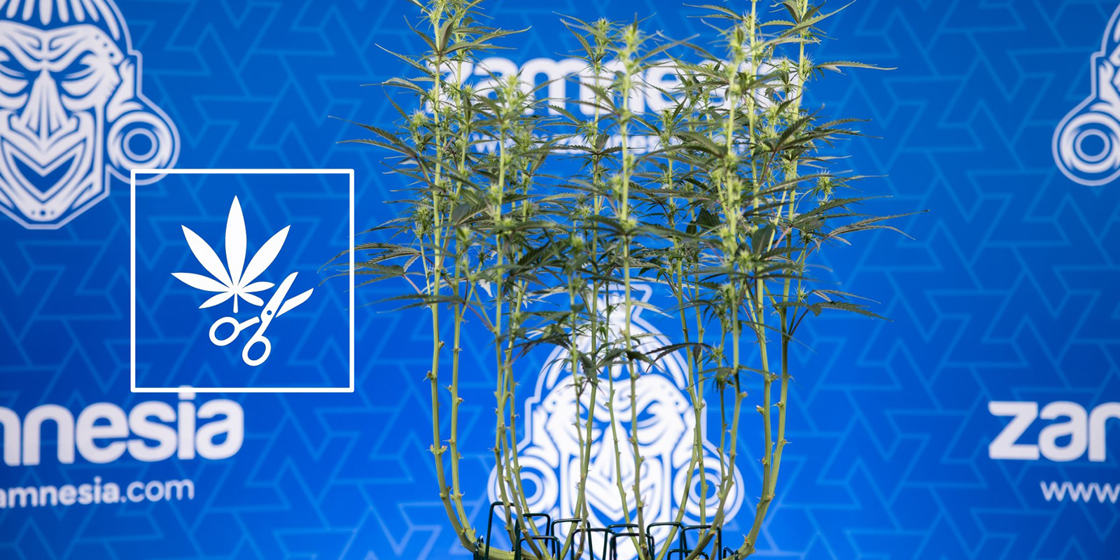 S&aring;dan afl&oslash;ver du cannabisplanter (trin for trin)