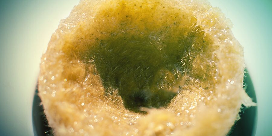Dyrkning af cannabis i rockwool: Forberedelse Dyrkning af cannabis i rockwool: Forberedelse