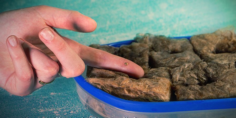 Dyrkning af cannabis i stenuld: SPIRING
