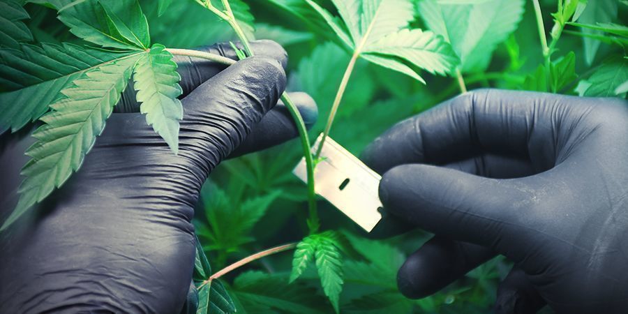 Dyrkning af cannabis i stenuld: Kloning og rodning af stiklinger Dyrkning af cannabis i stenuld: Kloning og rodning af stiklinger