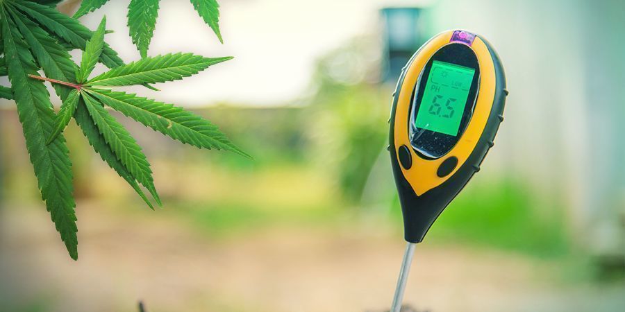 Dyrkning af cannabis i stenuld: VEGETATION