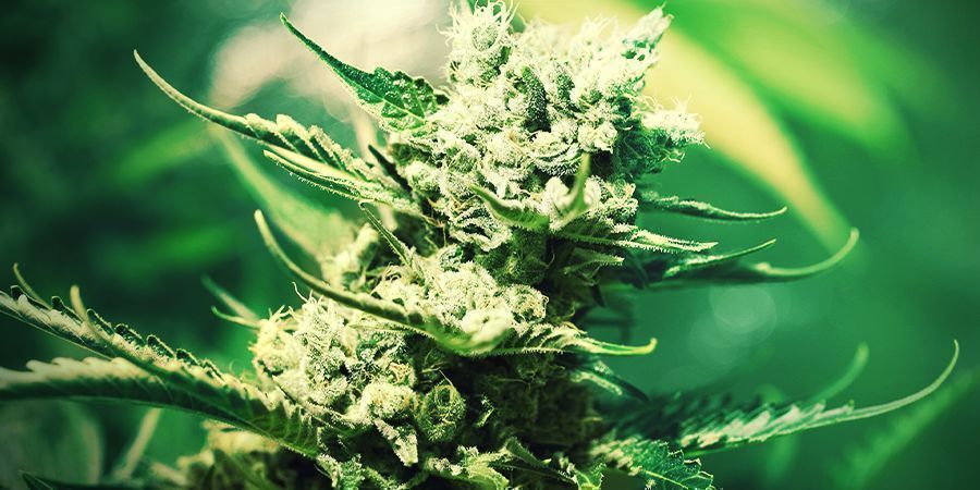 Dyrkning af cannabis i stenuld: BLOMSTRING