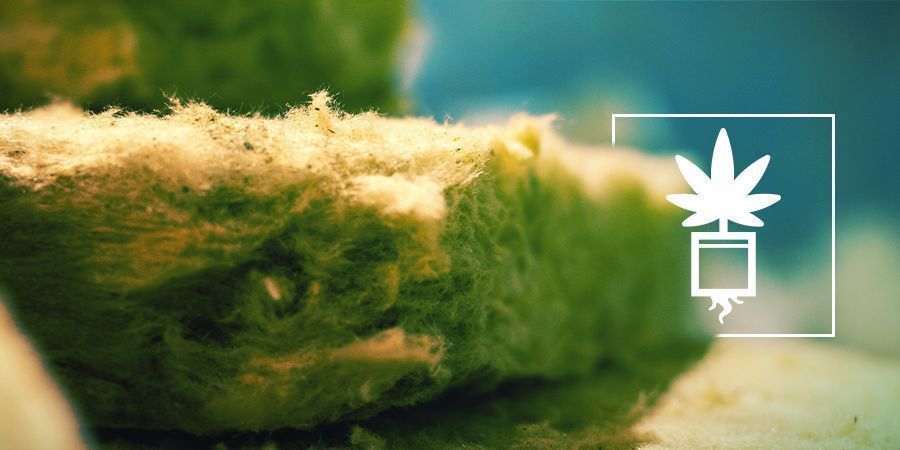 Dyrkning af cannabis i stenuld Dyrkning af cannabis i stenuld