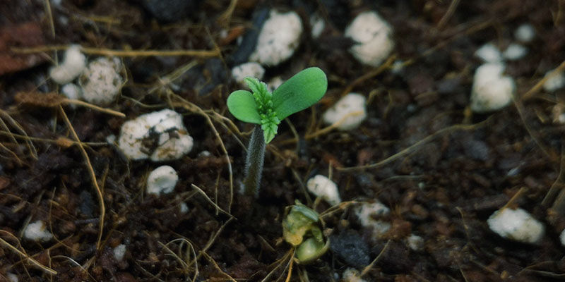 Spiring og kimplantefase