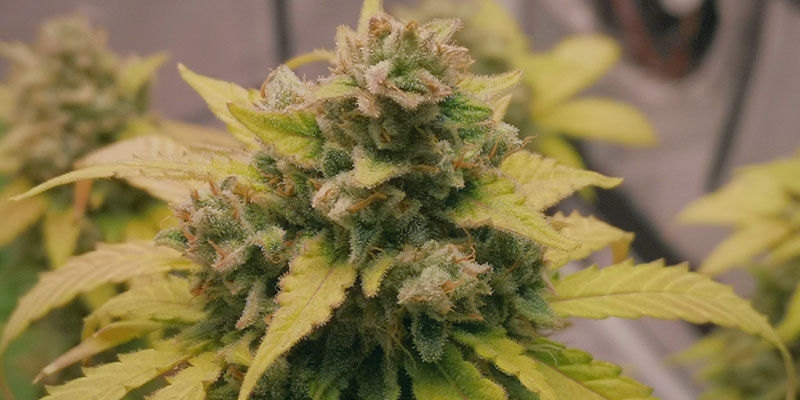 At dyrke Autoflower &mdash; lige s&aring; nemt som en leg