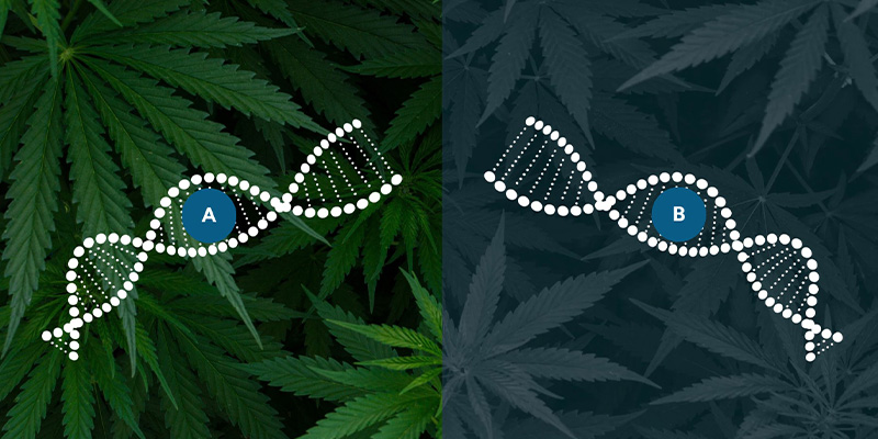 Ruderalis i autoflowering-forædling Ruderalis i autoflowering-forædling