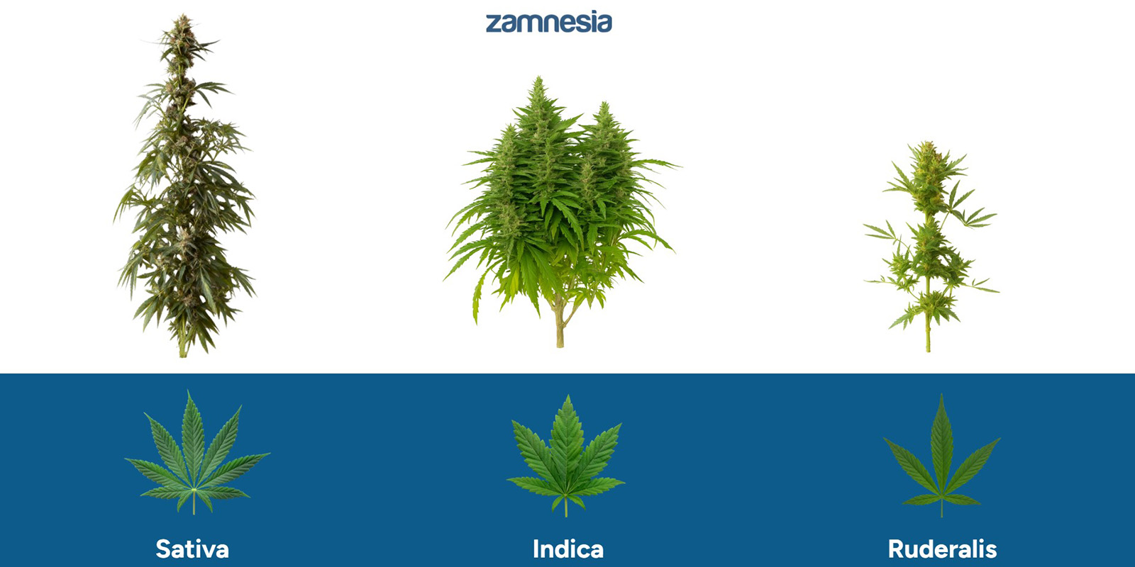 Hvordan ruderalis adskiller sig fra andre cannabistyper Hvordan ruderalis adskiller sig fra andre cannabistyper