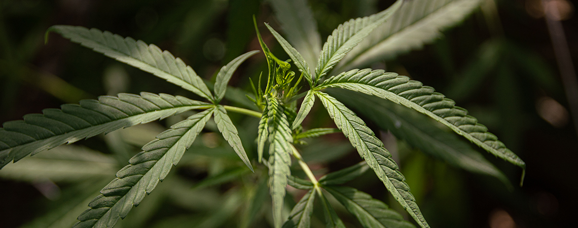 Hvad er cannabis ruderalis? 