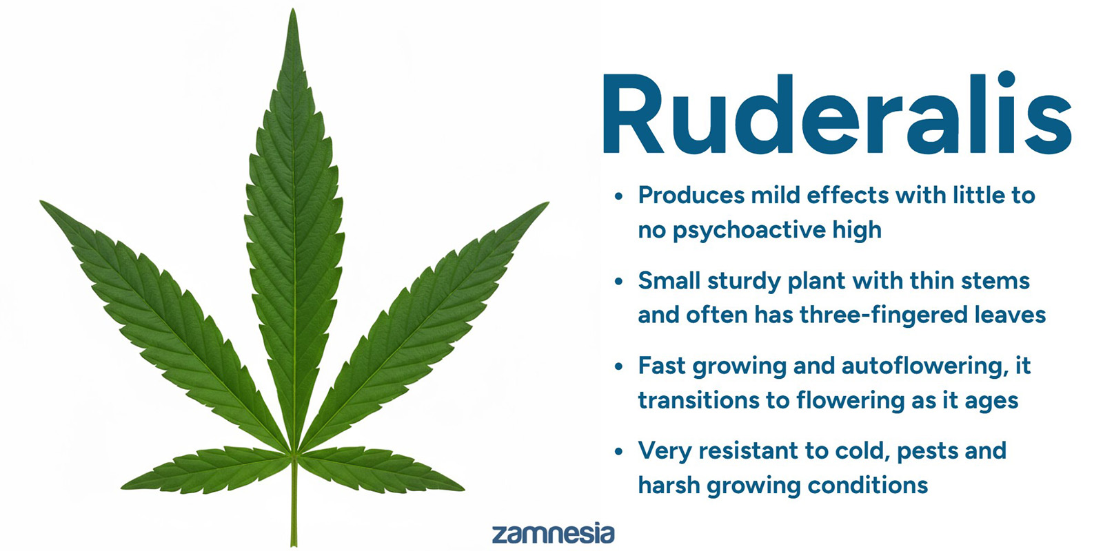 Cannabis ruderalis&rsquo; oprindelse