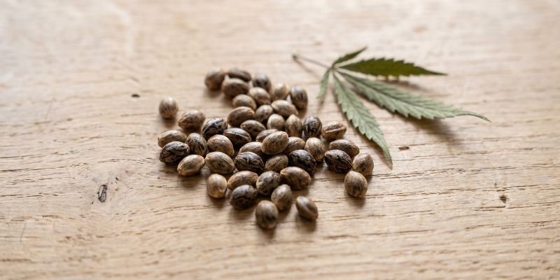 Hvad er feminiserede cannabisfr&oslash;?