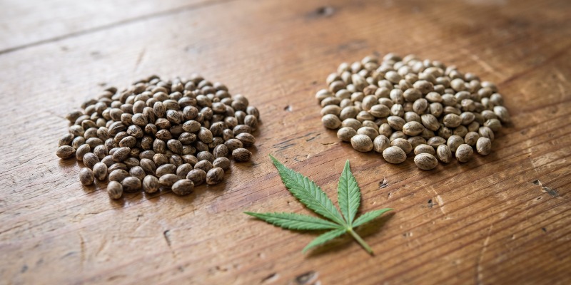 Er feminiserede cannabisfr&oslash; det samme som fotoperiodiske fr&oslash;?