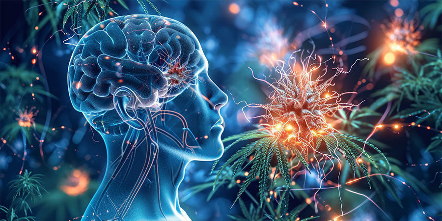 THCV og det endocannabinoide system THCV og det endocannabinoide system