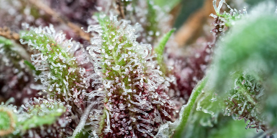 Hvad er tetrahydrocannabivarin (THCV)? Hvad er tetrahydrocannabivarin (THCV)?