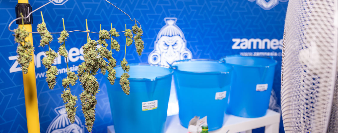 Bud washing: Hvad er det, og hvorfor bør du gøre det? Bud washing: Hvad er det, og hvorfor bør du gøre det?