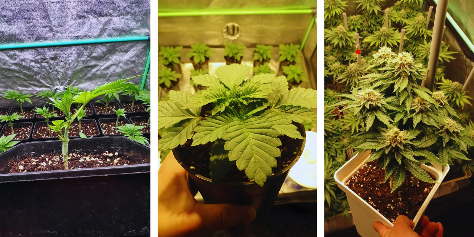 At vælge den rigtige SOG-stil: Stiklinger vs frø vs Autoflower Choosing the right SOG style: Cuttings vs seeds vs autoflowers