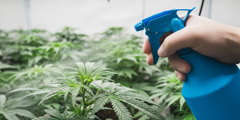 Sådan slipper du af med trips på cannabisplanter Sådan slipper du af med trips på cannabisplanter
