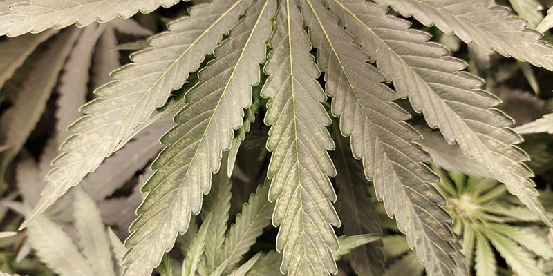 Sådan forebygger du trips på cannabis Sådan forebygger du trips på cannabis