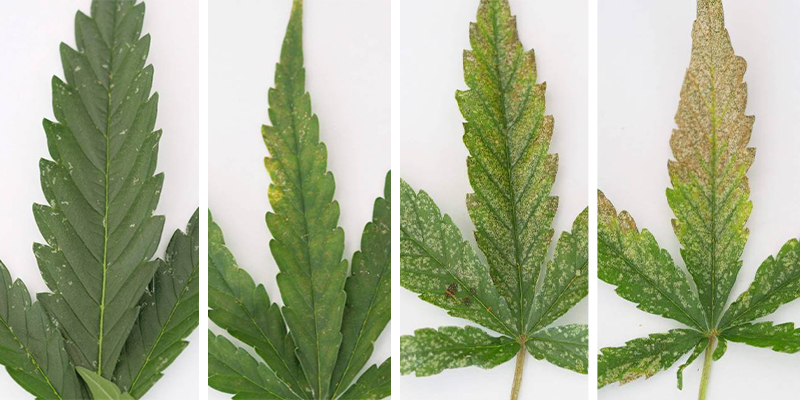 Trips-skader på cannabis: Hvordan ser det ud? Trips-skader på cannabis: Hvordan ser det ud?