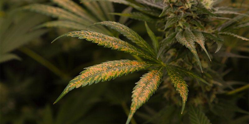 Trips på cannabis: Er din høst stadig sikker? Trips på cannabis: Er din høst stadig sikker?