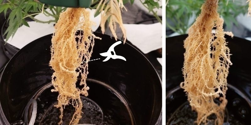 Fjern angrebne rødder Remove affected roots