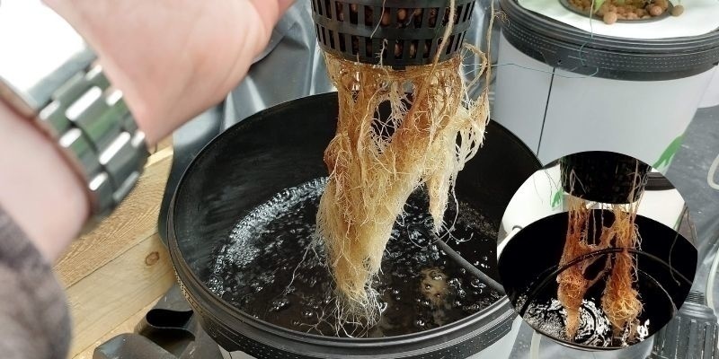 Rodråd i hydroponik Rodråd i hydroponik