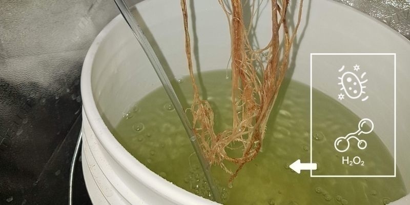 Behandl med H₂O₂ eller gavnlige bakterier Treat with H₂O₂ or beneficial bacteria