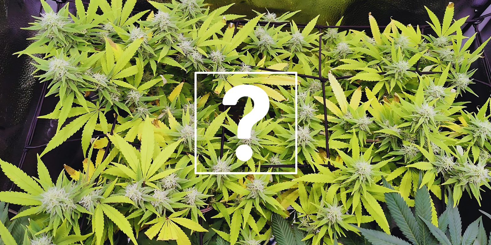 Kan jeg stadig bruge de berørte planter eller blomster? Can I still use affected plants or buds?