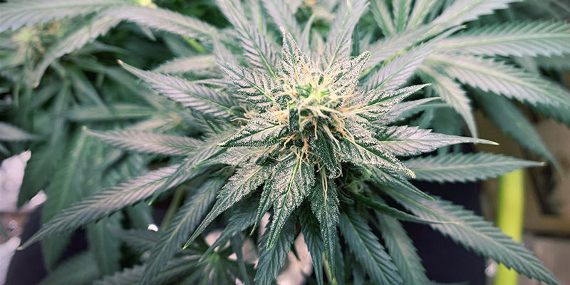 Cannabis kvælstofforgiftning: et overblik Cannabis kvælstofforgiftning: et overblik