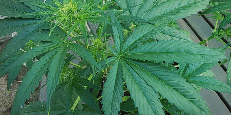 Hvordan kv&aelig;lstofforgiftning ser ud p&aring; cannabisplanter