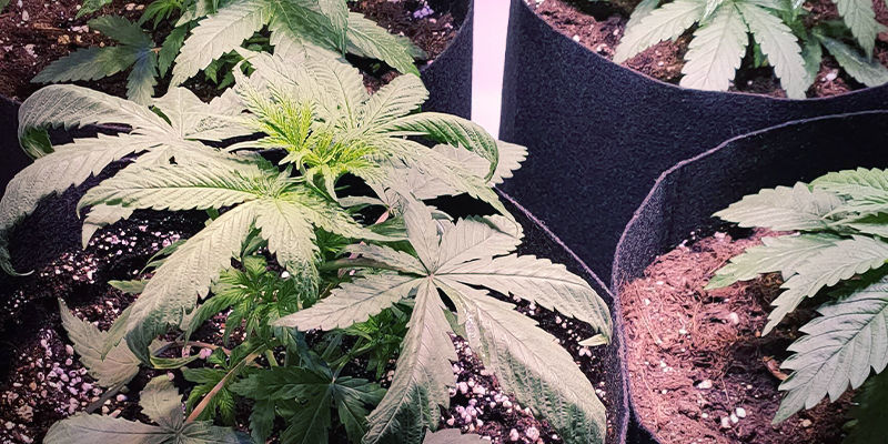 Hvordan kv&aelig;lstofforgiftning ser ud p&aring; cannabisplanter