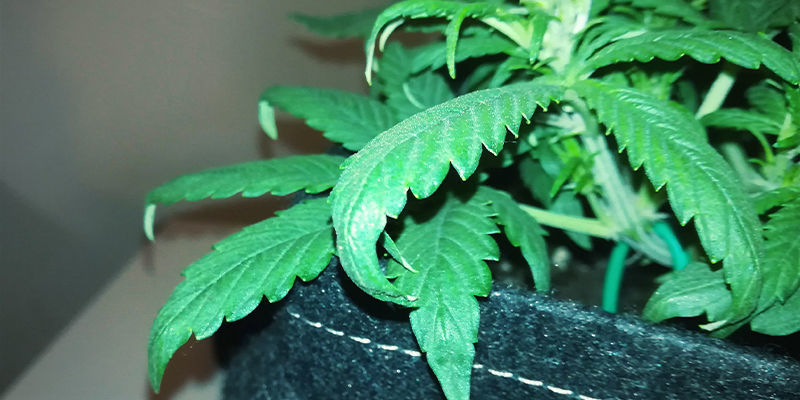 Hvordan kv&aelig;lstofforgiftning ser ud p&aring; cannabisplanter