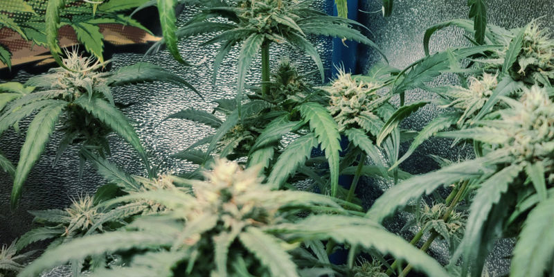 Hvordan kvælstofforgiftning ser ud på cannabisplanter