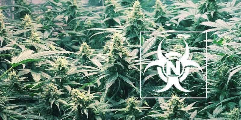 Kvælstofforgiftning i cannabisplanter Kvælstofforgiftning i cannabisplanter