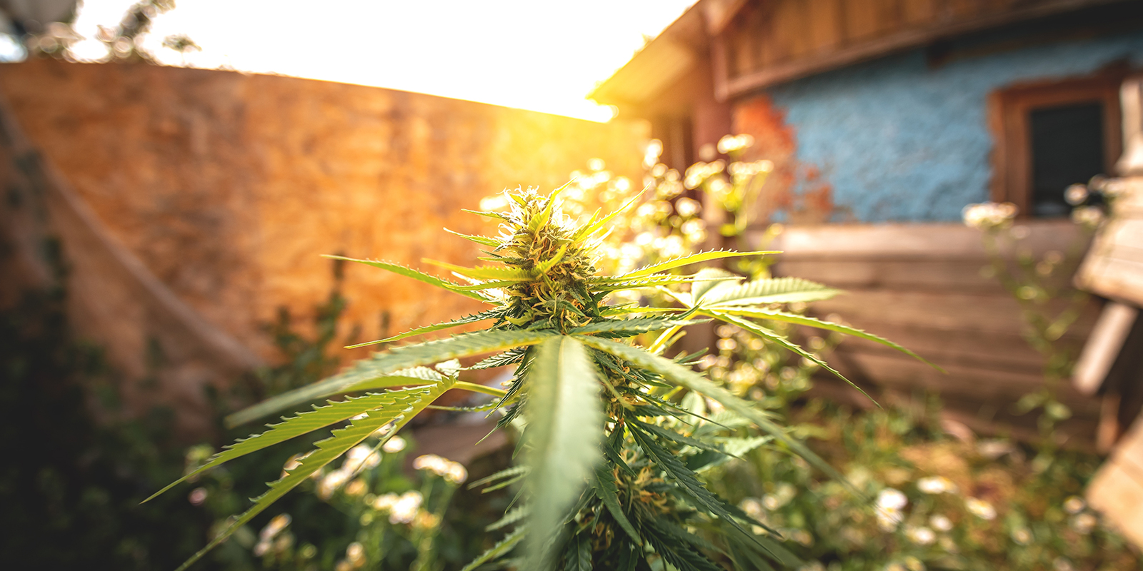 Hvordan sikrer du optimalt lys til Autoflower udend&oslash;rs?