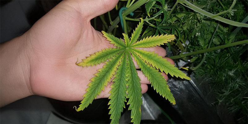 3. Brune pletter og krøllede blade 3. Brown spots and leaf curling