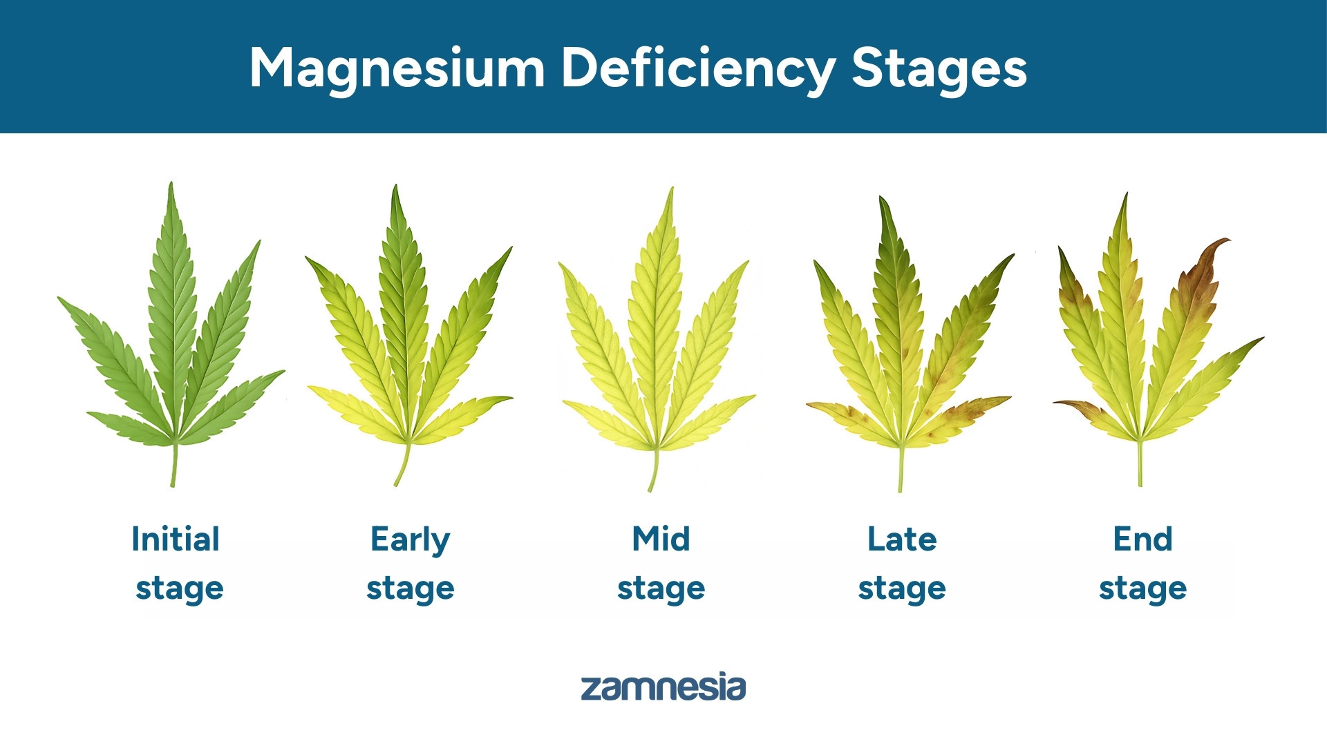 Udvikling af magnesium-mangel