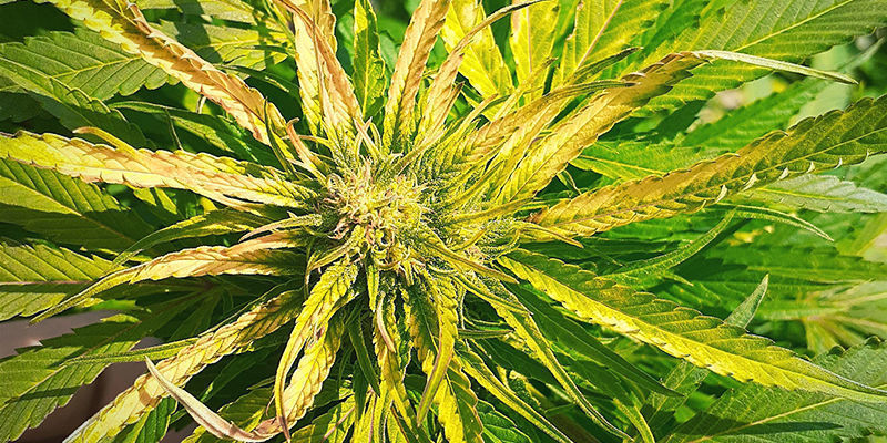 S&aring;dan ser svovlmangel ud i en cannabisplante