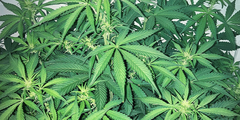 S&aring;dan ser svovlmangel ud i en cannabisplante
