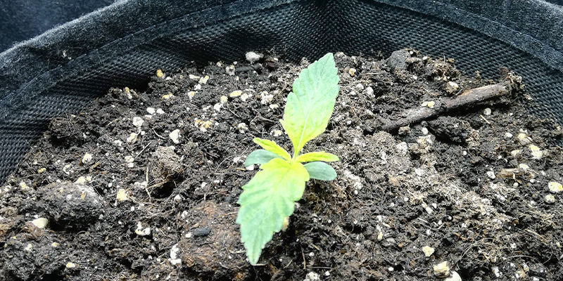 S&aring;dan ser svovlmangel ud i en cannabisplante