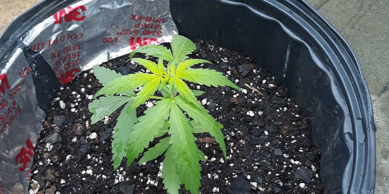 Sådan ser svovlmangel ud i en cannabisplante