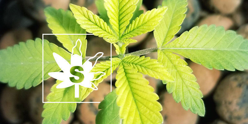 Svovlmangel i cannabisplanter Svovlmangel i cannabisplanter